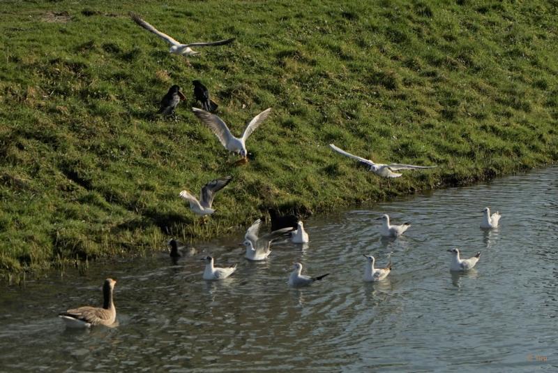 bdvogels18 06.JPG - Vogels 2018
